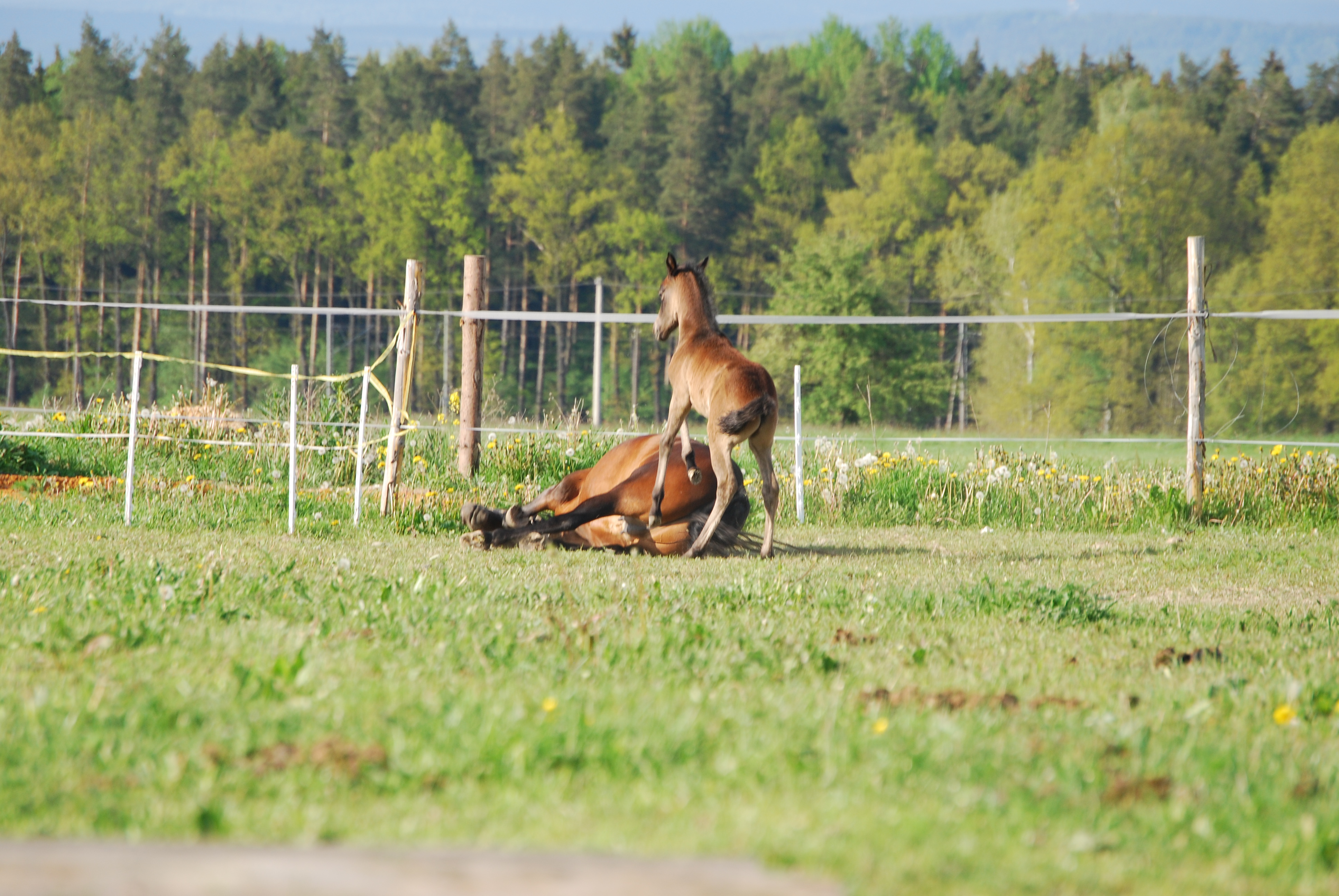 DSC_0543
