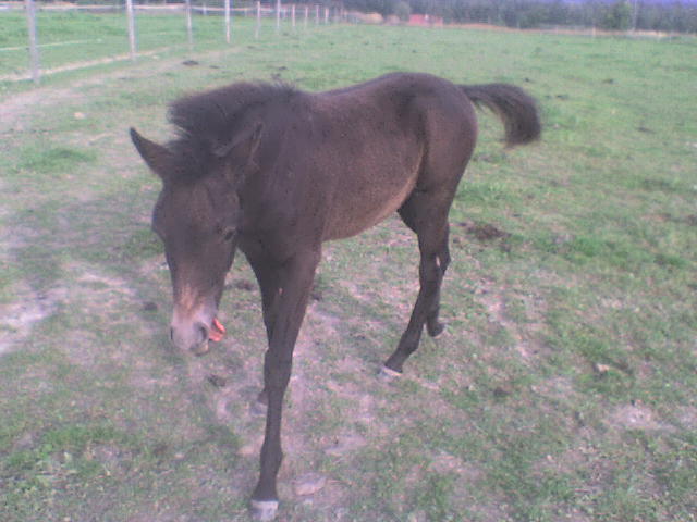 DSC00705