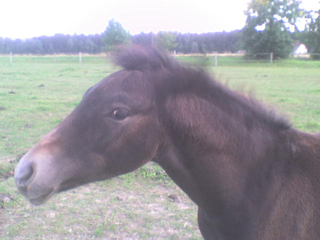 DSC00706